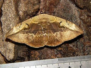Hypopyra vespertilio