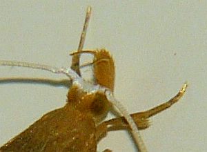 Lecitholaxa thiodora