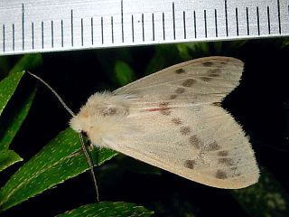 Lemyra inaequalis inaequalis
