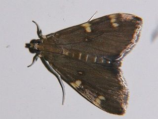Rehimena surusalis