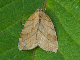 Macrochthonia fervens