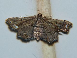 Neomusotima fuscolinealis