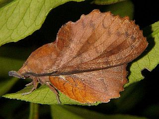 Gastropacha orientalis