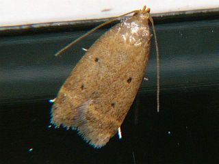 Pseudodoxia achlyphanes