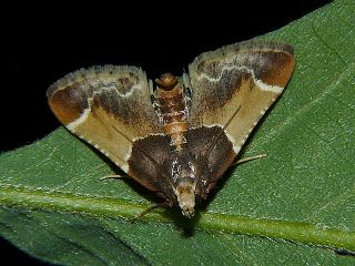 Pyralis farinalis