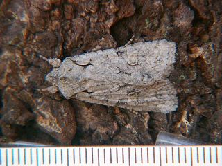 Lithophane pruinosa
