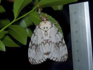 Lymantria mathura aurora