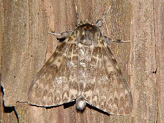 Lymantria mathura aurora