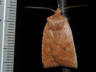 Conistra ardescens