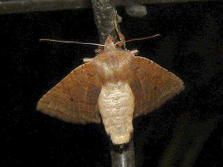 Conistra ardescens