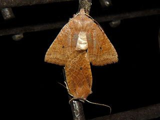 Conistra ardescens