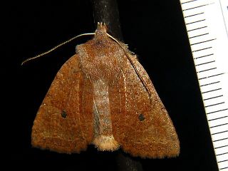 Conistra ardescens
