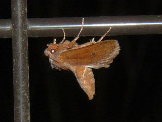 Conistra ardescens