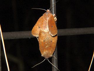 Conistra ardescens
