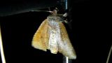 Conistra ardescens