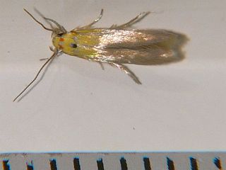 Stathmopoda haematosema
