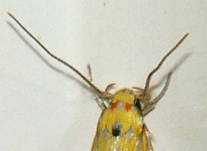 Stathmopoda haematosema