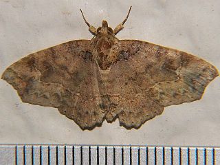 Tamba igniflua