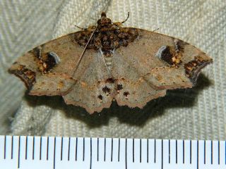 Tamba igniflua