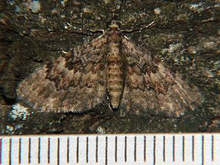 Gymnoscelis esakii