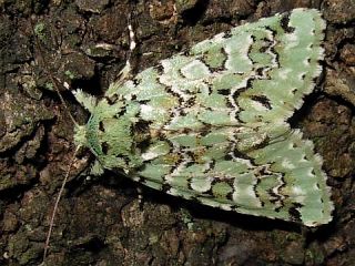 Daseochaeta viridis