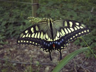 Papilio machaon
