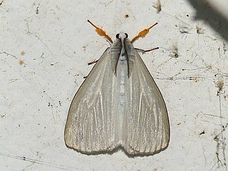 Ivela auripes