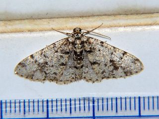 Myrioblephara cilicornaria
