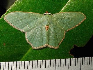 Hemithea aestivaria