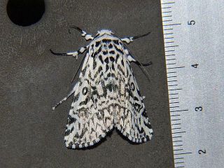 Trichosea champa