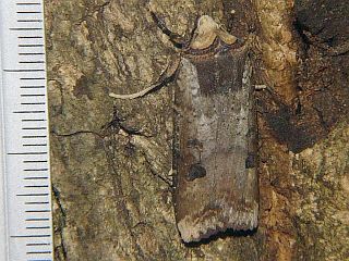 Xylena formosa