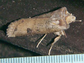 Xylena formosa