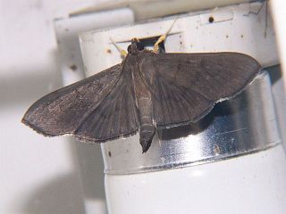Omiodes noctescens