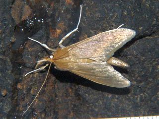 Circobotys aurealis