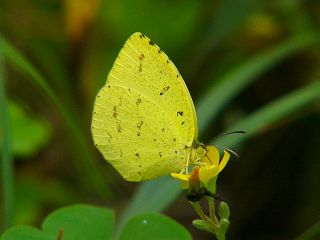 Eurema mandarina