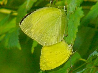 Eurema mandarina