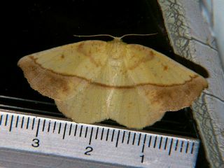 Auaxa sulphurea