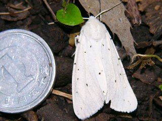 Spilosoma lubricipedum sangaicum