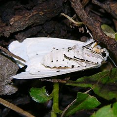 Spilosoma lubricipedum sangaicum