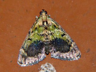 Lepidogma kiiensis