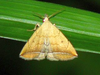 Zanclognatha helva