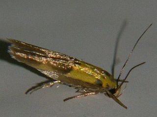 Stathmopoda auriferella