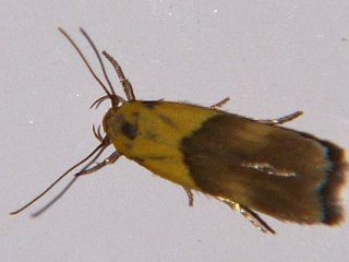Stathmopoda auriferella