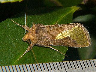 Thysanoplusia intermixta