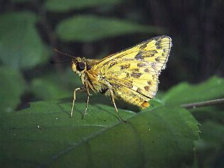 Potanthus flavum