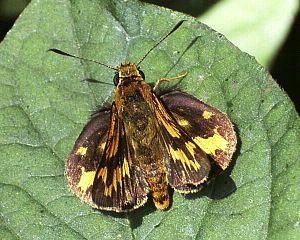 Potanthus flavum