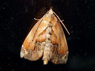 Lophomilia polybapta