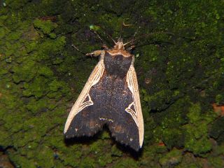 Hemiglaea costalis