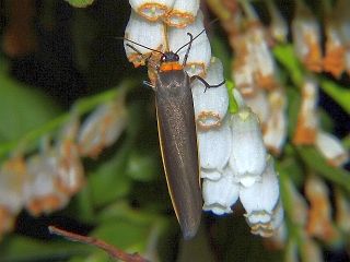 Ghoria collitoides