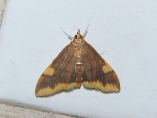 Sinibotys butleri